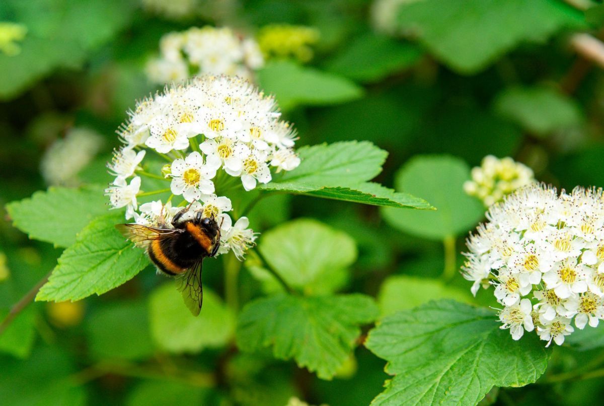 6 plantes mellifères pour attirer les abeilles et autres pollinisateurs dans votre jardin