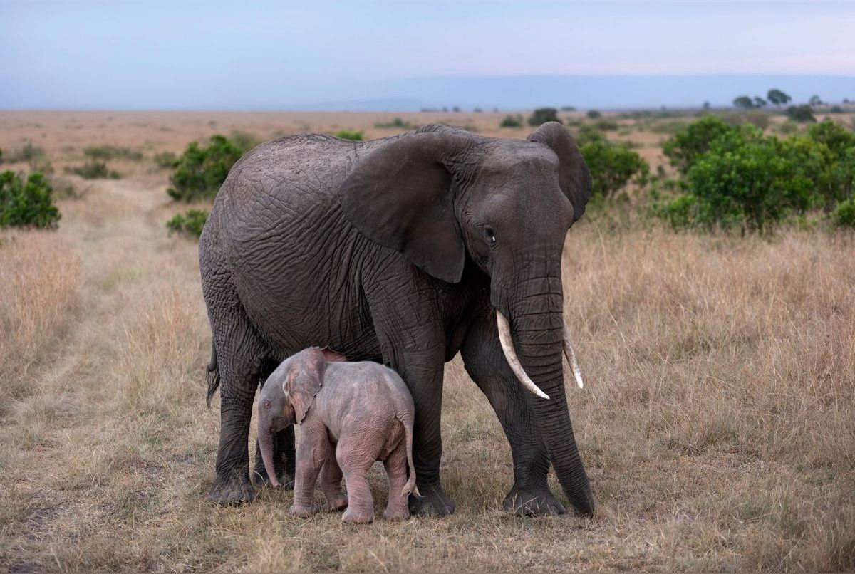 Un éléphant rose photographié en Afrique, une mutation génétique rare