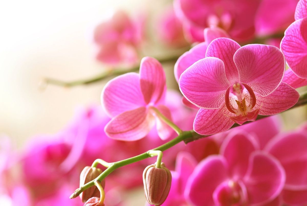 5 espèces d’orchidées pour égayer votre salon