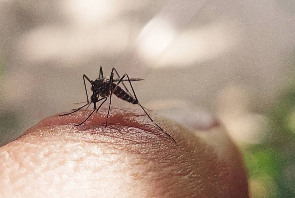 Chikungunya : que faut-il savoir avant de voyager cet été ? 8 questions à un expert