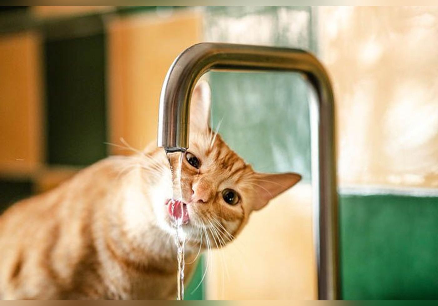 Comment Rafraichir Son Animal De Compagnie Par Fortes Chaleurs