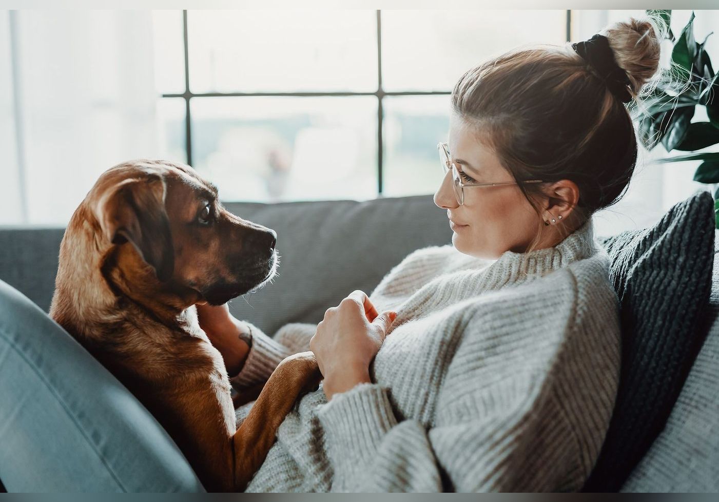 rencontres animal et société