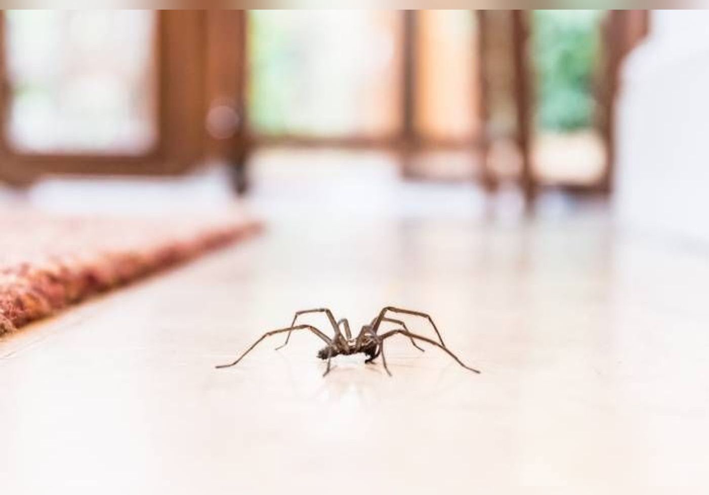 Voici pourquoi il ne faut jamais tuer les araignées de votre maison