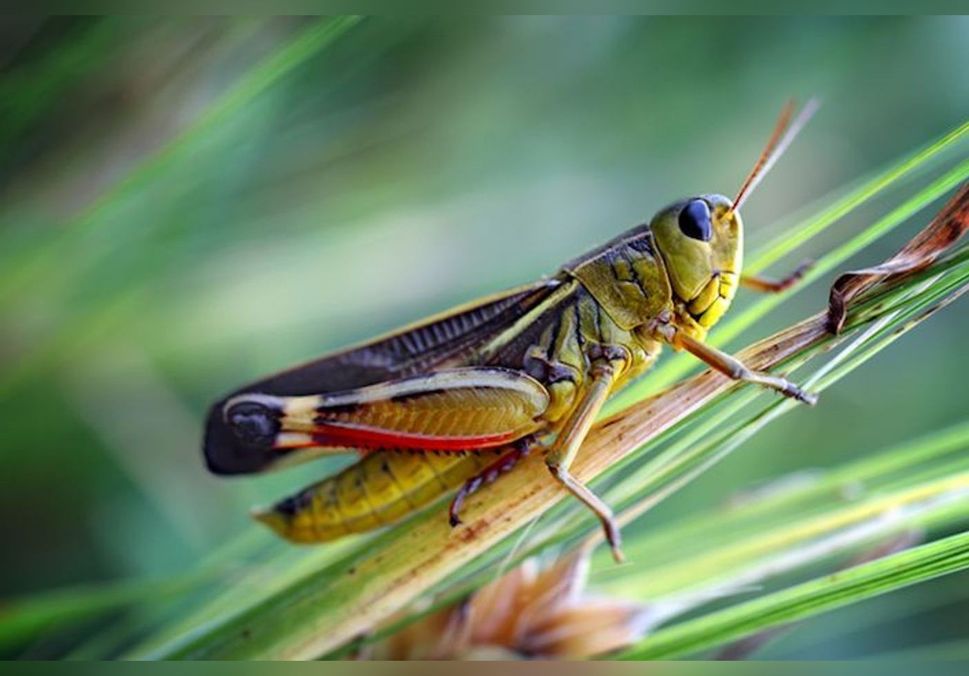 Le criquet migrateur autorisé sur le marché de l'alimentation en Europe