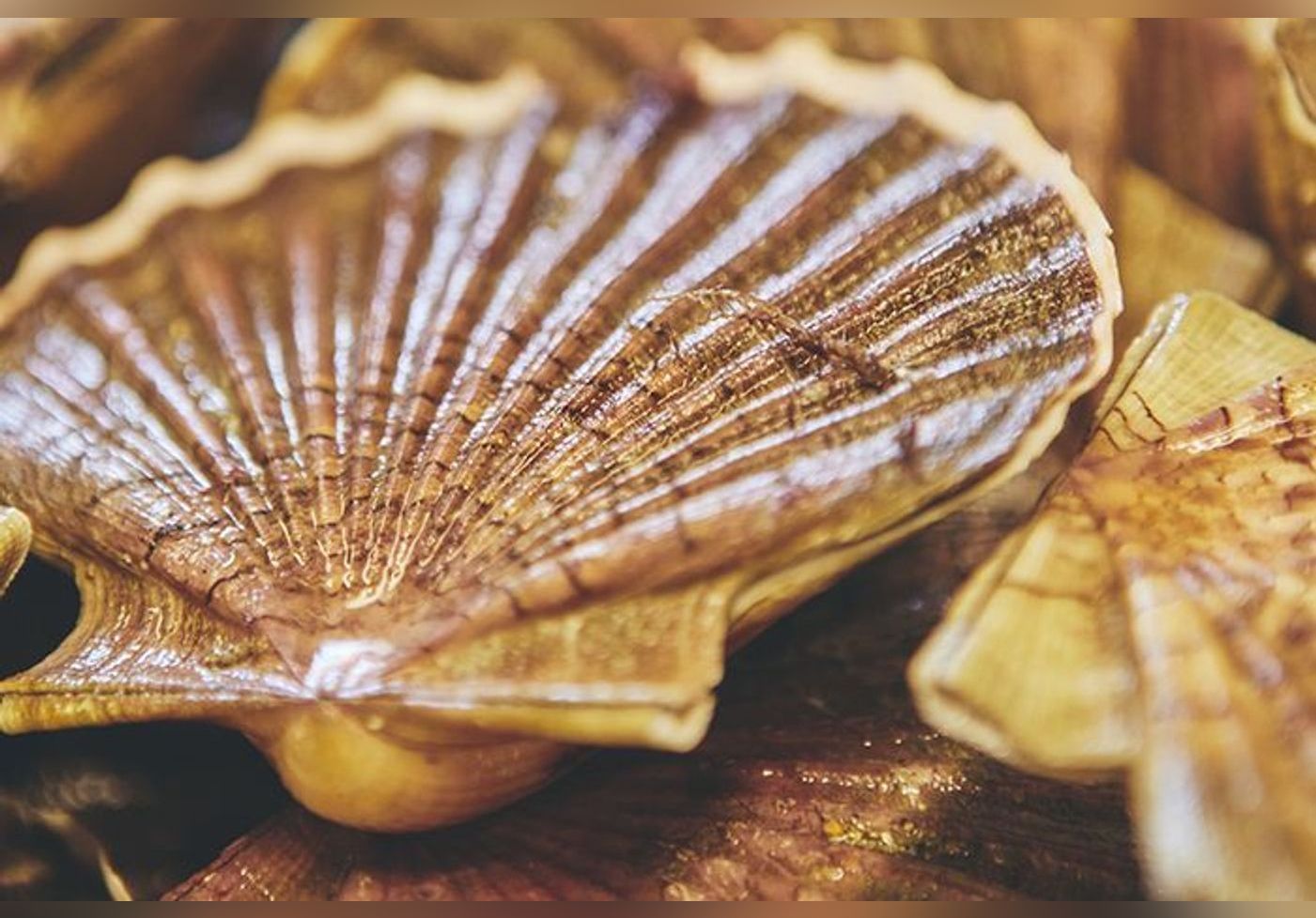La coquille Saint-Jacques : de la mer à l’assiette