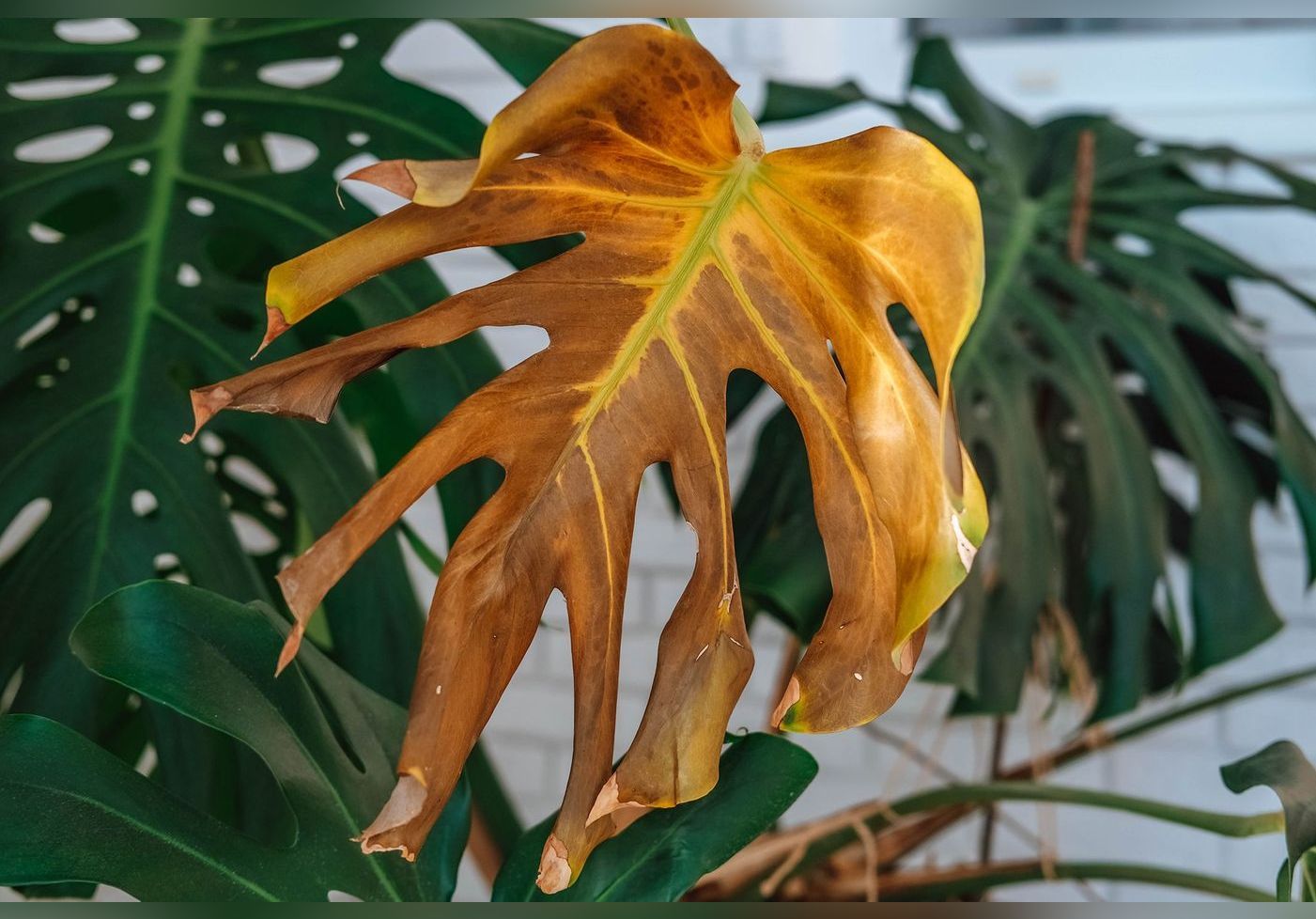 Feuilles qui jaunissent, tombent ou se flétrissent les astuces d’un pro du jardinage pour