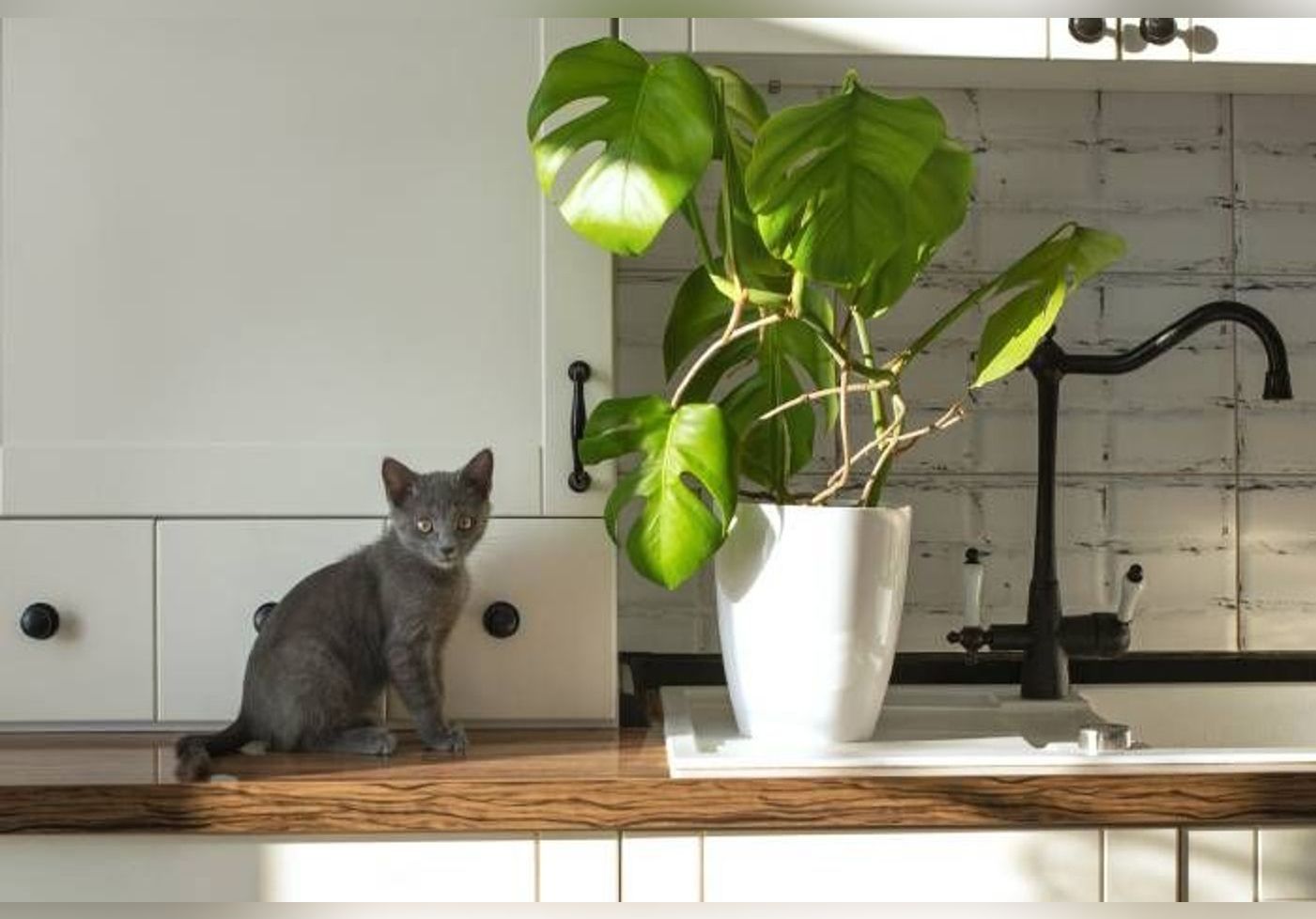 Ces 10 Plantes D Interieur Sont Toxiques Pour Vos Chats