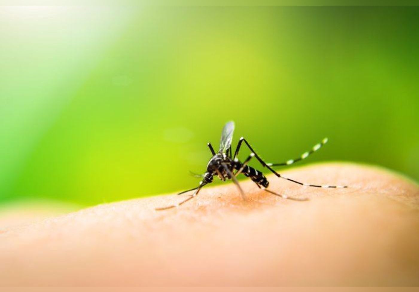 Voici comment éradiquer les moustiques cet été
