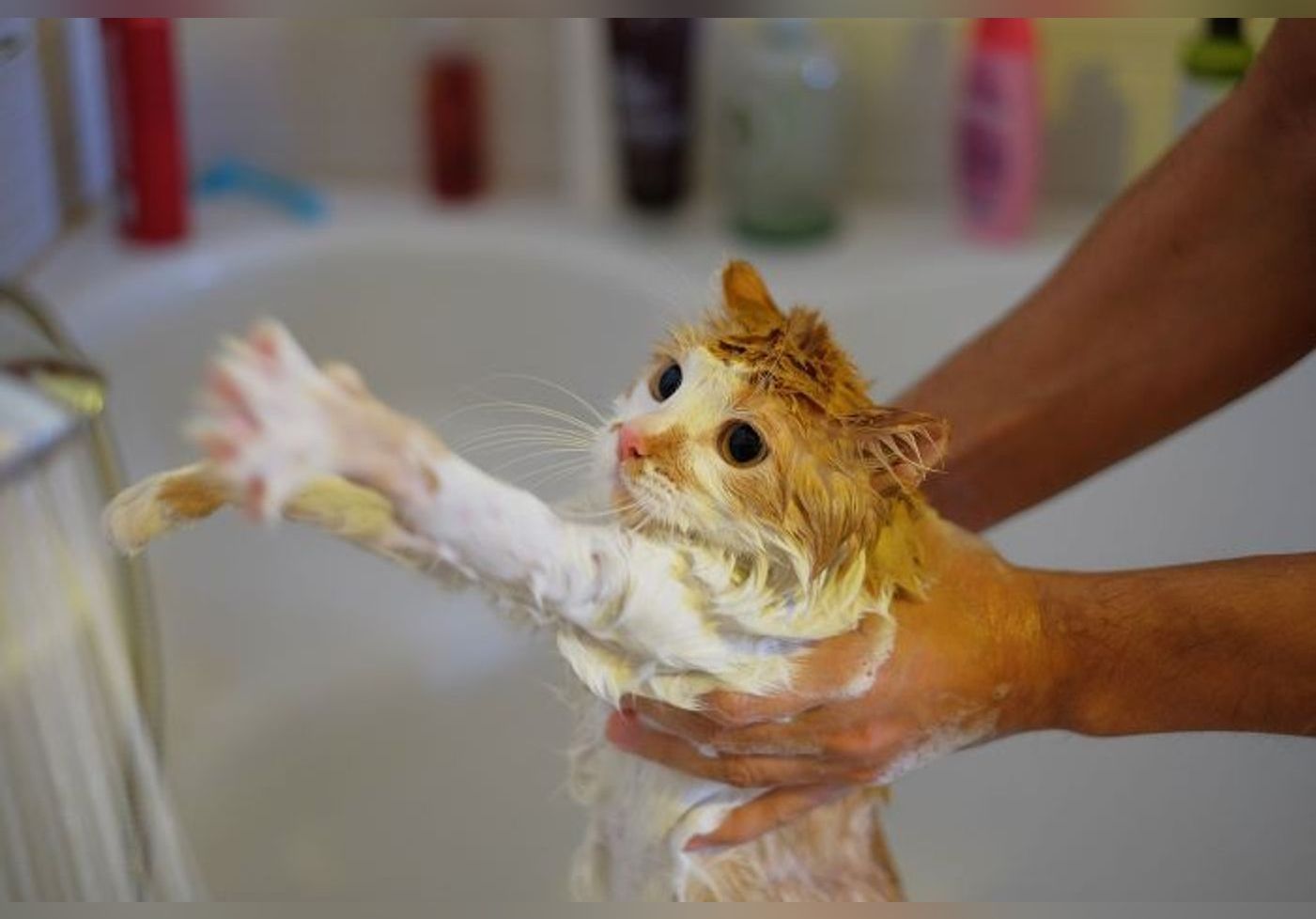Est-il réellement nécessaire de laver son chat ?