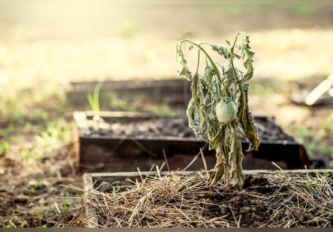 Voici quelques astuces efficaces pour combattre la sécheresse au jardin