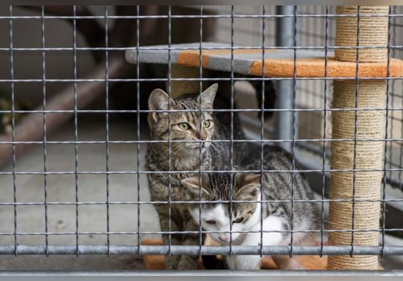 Animaux : la SPA veut mettre en place un « défenseur des droits des animaux »