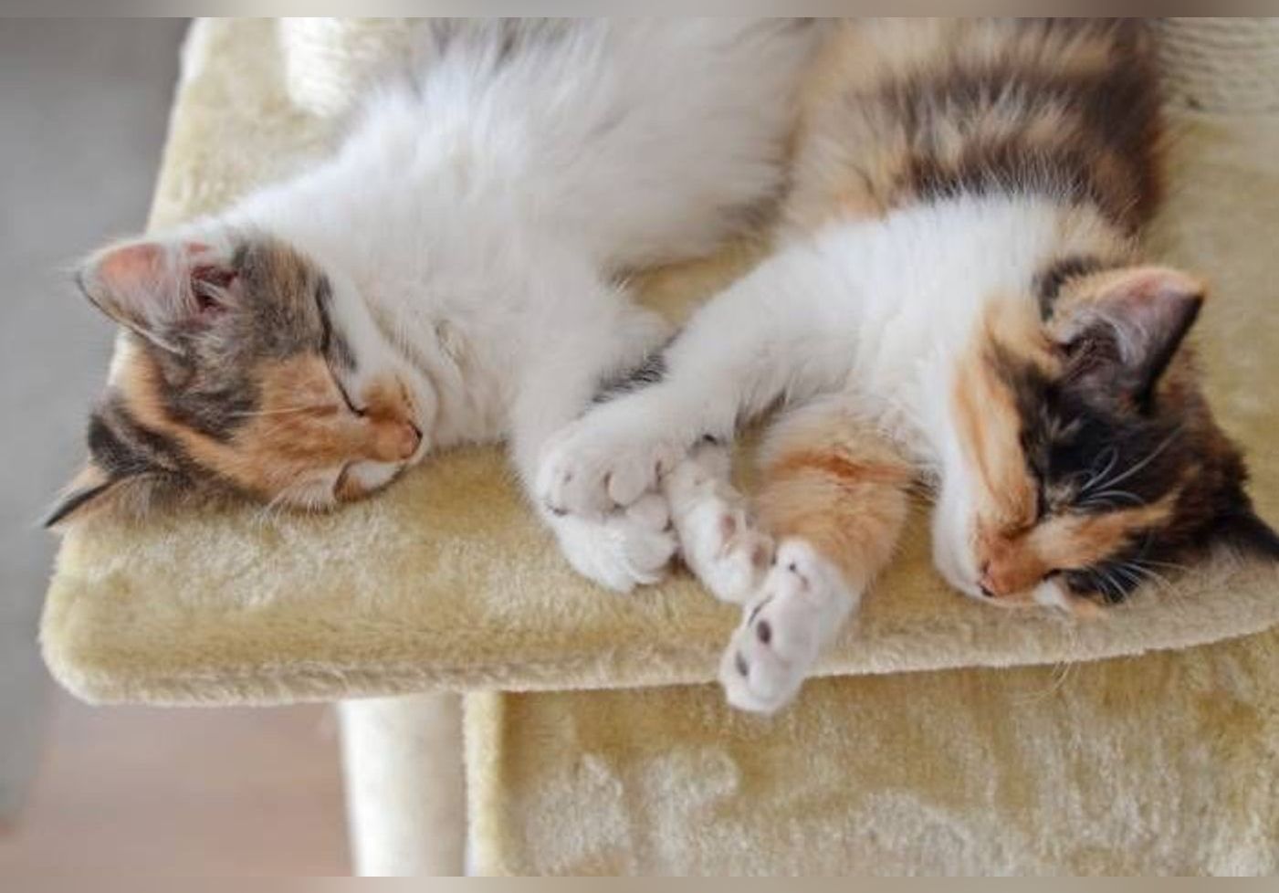 discover these tips for successfully getting your two cats to live