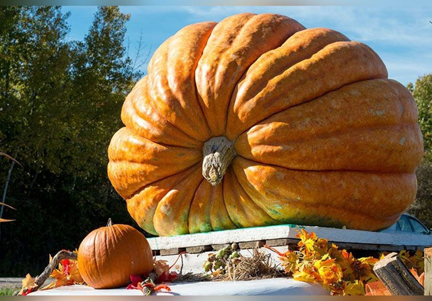 Voici le plus gros potiron de france il p se 928 kg et il est comestible