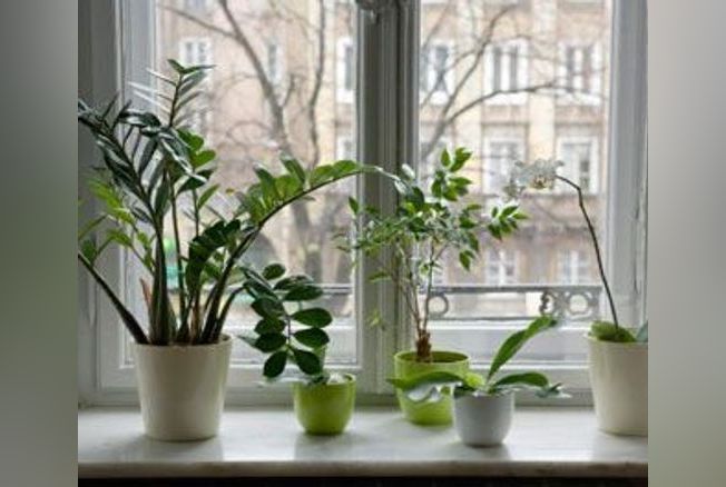 Plantes vertes : comment les placer dans la maison