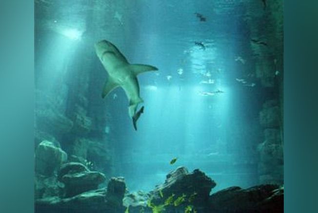 Aquarium de Paris : un passionnant voyage au fond des mers