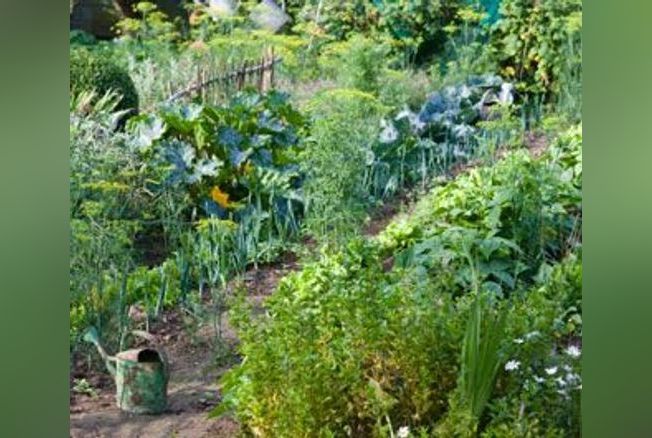 Potager : les bonnes associations de légumes pour de belles récoltes 