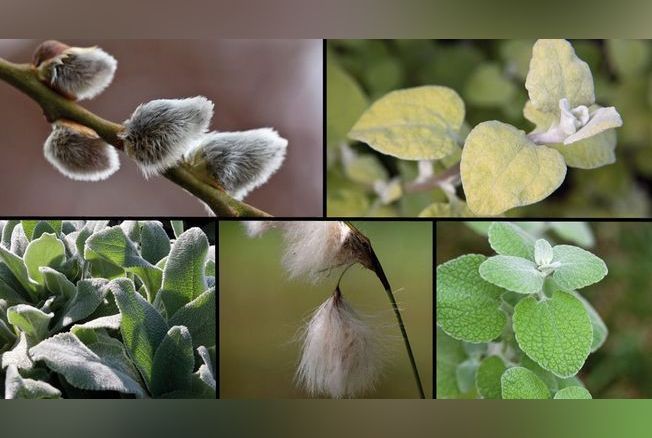 Les plantes doudou : un monde de tendresse au jardin 