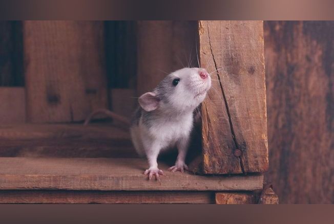 Leptospirose, la maladie du rat est de retour