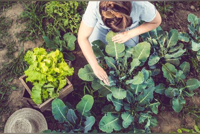 Les bienfaits du jardinage pour la santé