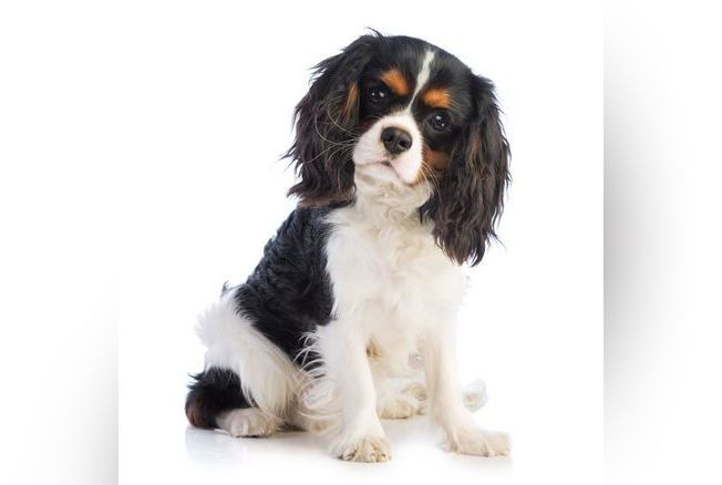 Le Top 10 Des Chiens Préférés Des Français