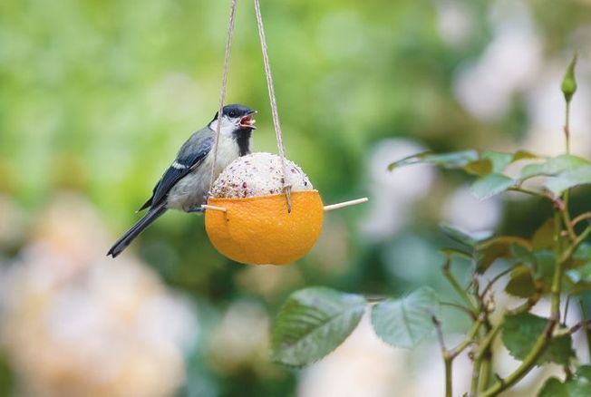 Comment fabriquer soi-même une mangeoire pour oiseaux