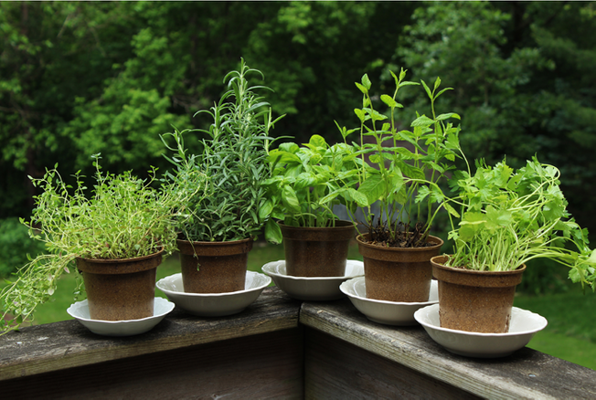 Jardinage : mon balcon de plantes médicinales