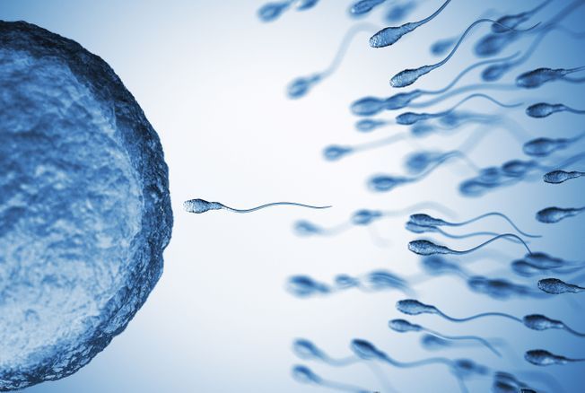 Pourquoi la fertilité masculine n’est plus ce qu’elle était ?