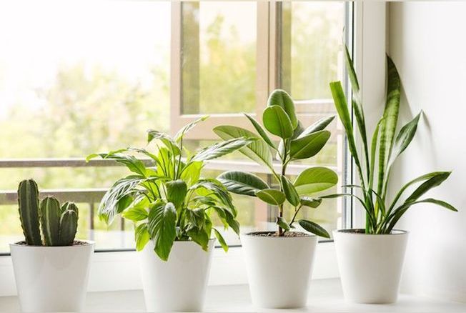 Test : quelle plante d'intérieur vous correspond le mieux ?