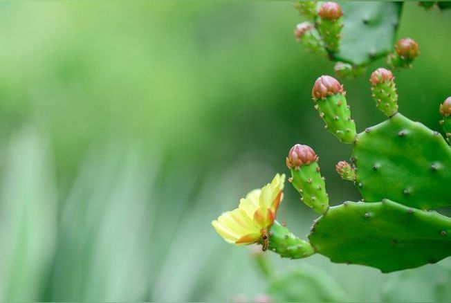 Comment faire fleurir un cactus ?
