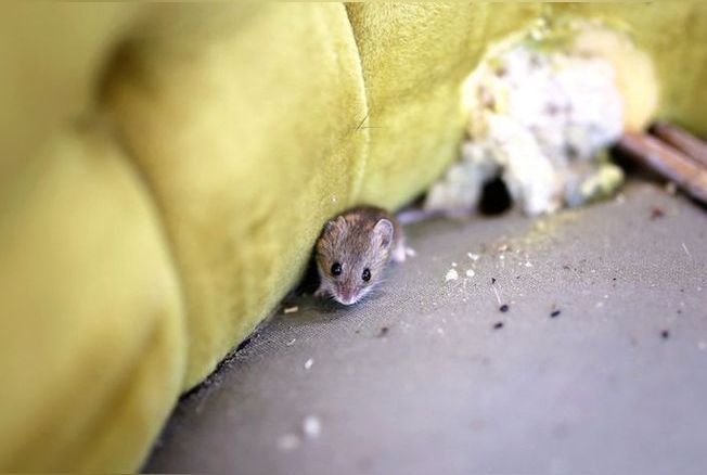 Se débarrasser des souris : 10 astuces naturelles