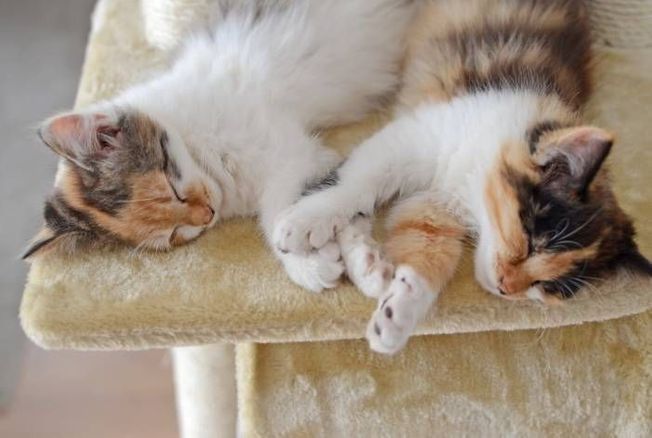 Animaux : découvrez ces astuces pour réussir à faire cohabiter vos deux chats