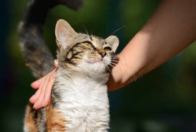 Journée internationale du chat : comment prendre soin de mon animal au quotidien ?