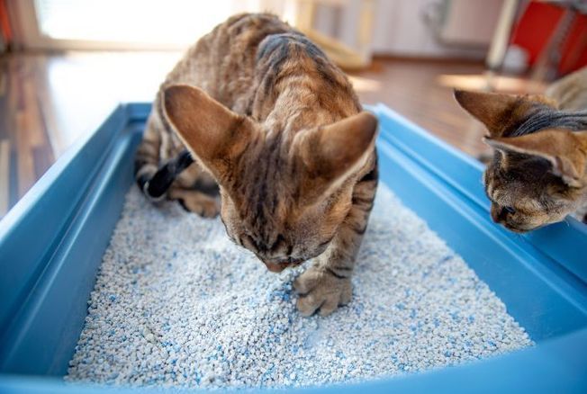 Mon chat n’utilise plus sa litière : comment faire ?