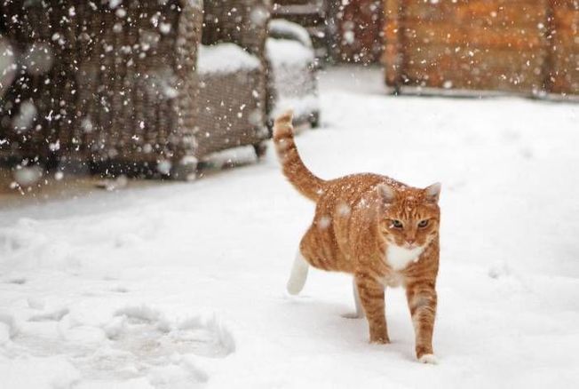 Mon chat peut-il sortir en hiver lorsque les températures sont très basses ?