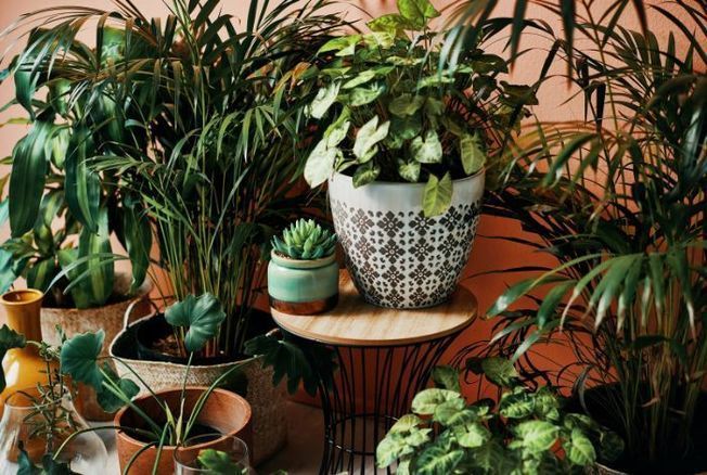 Grande plante d'intérieur : laquelle choisir ? 8 suggestions d'espèces