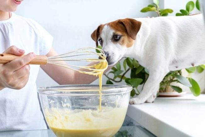 Chandeleur 2023 : mon chien a-t-il le droit de manger des crêpes ?