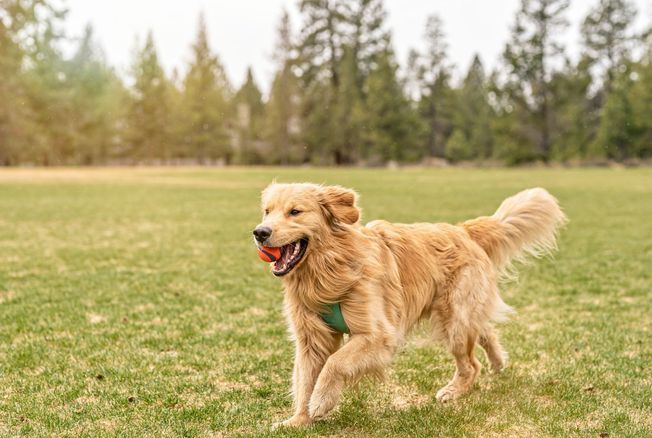 Après un diagnostic vétérinaire non-concluant, ChatGPT aurait sauvé la vie d’un chien