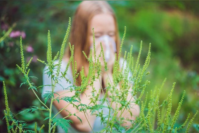 Voici les plantes  viter au jardin pour rduire les risques d'allergies