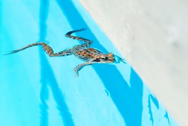 L'accessoire de piscine indispensable pour sauver les petits animaux de la  noyade