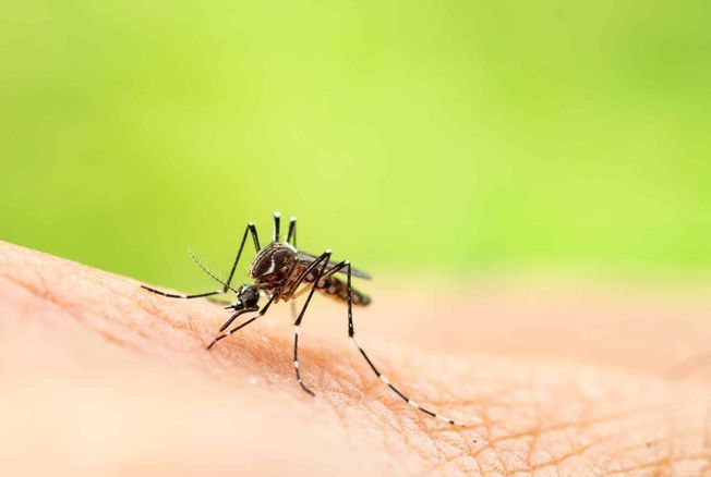 Le moustique tigre capable de transmettre le virus du chikungunya