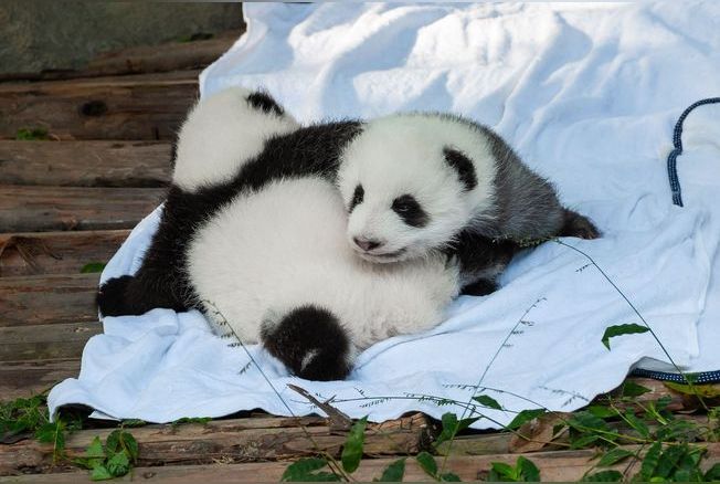 Les images incroyables de la naissance de pandas géants jumeaux