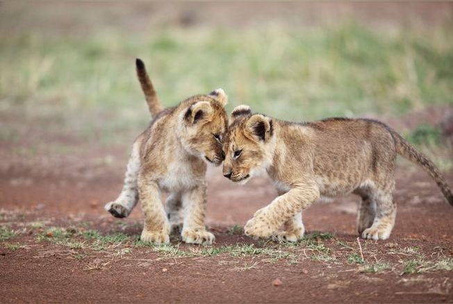 Sana et Sarabi, les deux lionceaux du zoo de Thoiry, ont fait leur première sortie en public