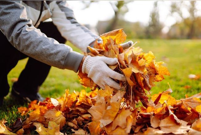 Folhas mortas: como reciclar e reaproveitar no jardim