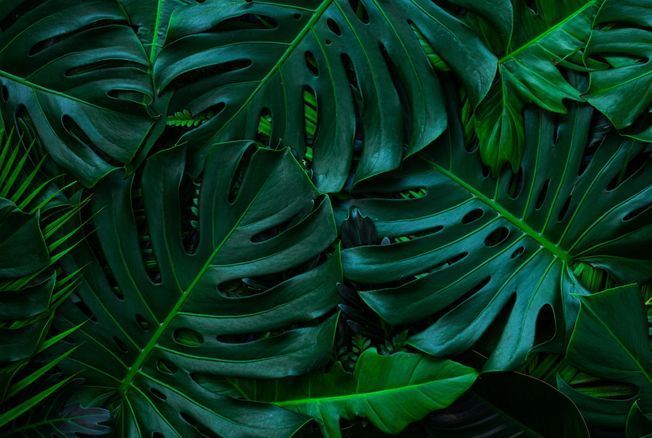 8 plantes tropicales qui raffolent des milieux humides