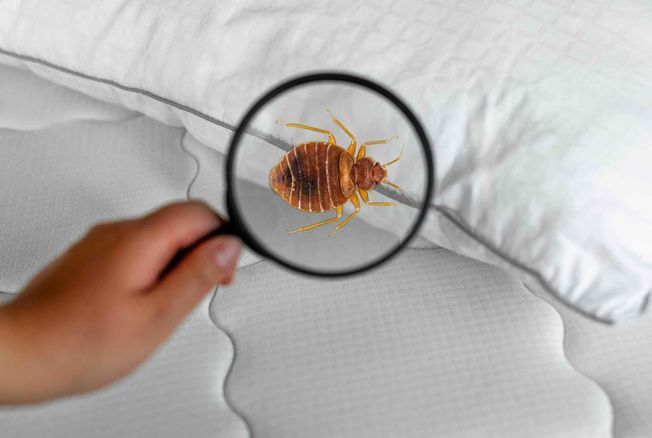 Punaises de lit : comment s'en débarrasser si elles touchent… notre lit ?