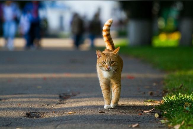 chat qui a parcouru 1000 km