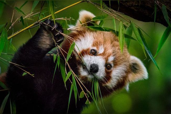 Ce panda roux porté disparu après le passage de la tempête Ciaran retrouvé  sain et sauf