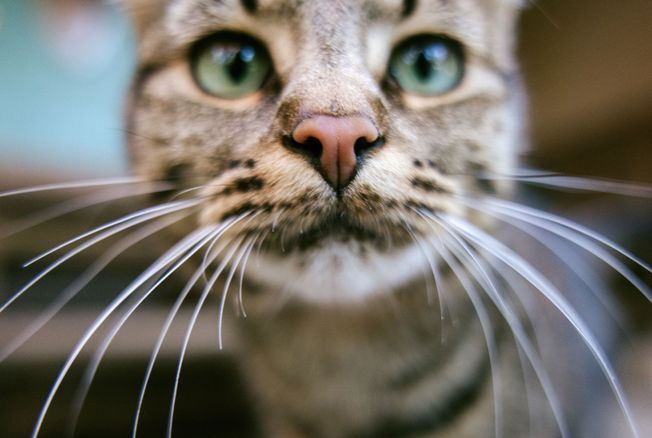 prenom pour chat avec un v