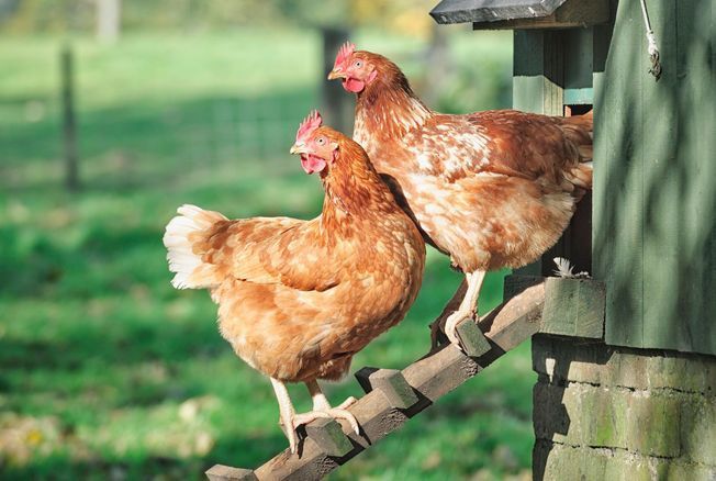 Voici comment débuter un petit élevage de poules dans votre jardin