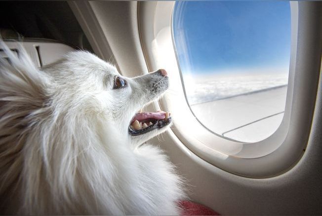 Une compagnie aérienne propose des vols pour les chiens en cabine plutôt qu'en soute